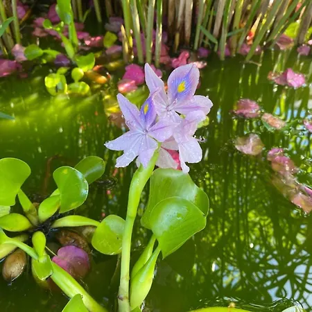 Pensión Bela Vigia 4*