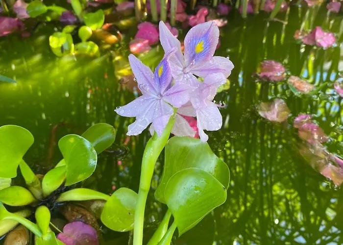 Pensjonat Bela Vigia 4*